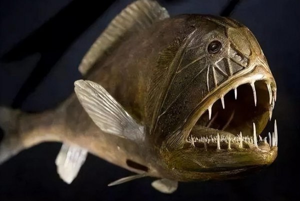 世界最丑的鱼图片