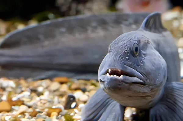 世界最丑的鱼图片