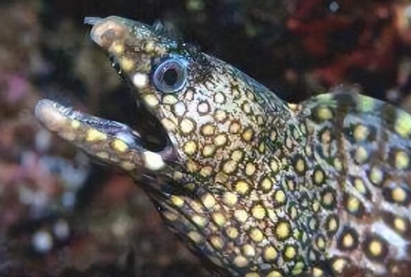 世界最丑的鱼图片