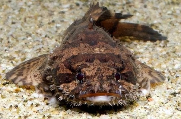 世界最丑的鱼图片