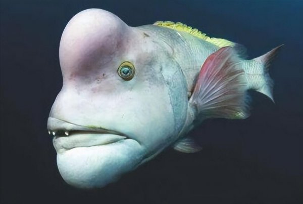 世界最丑的鱼图片