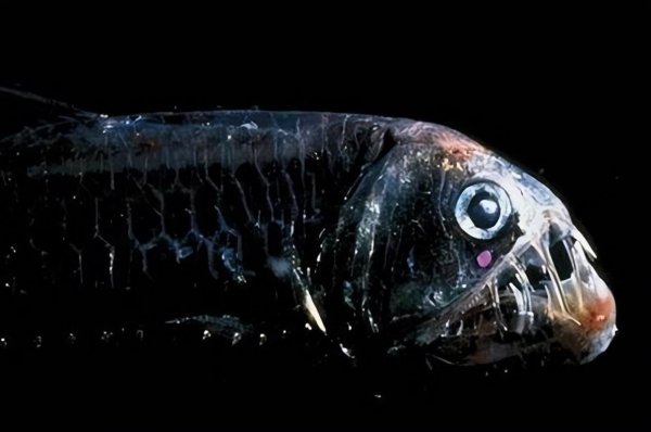 世界最丑的鱼图片