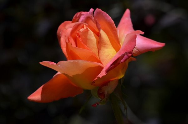 男人非常想你表现