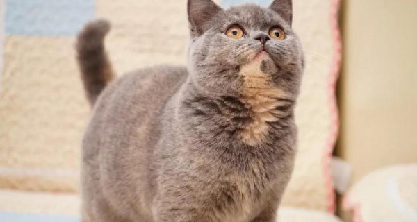 英短什么毛色最贵