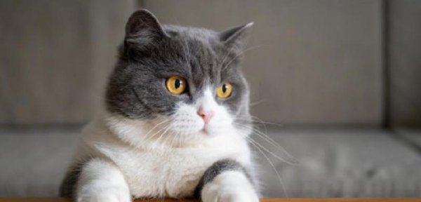 英短什么毛色最贵