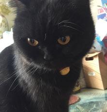 英短什么毛色最贵