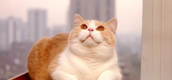 英短什么毛色最贵