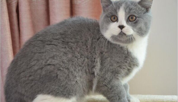 英短什么毛色最贵