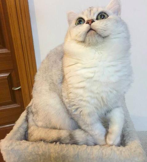 英短什么毛色最贵