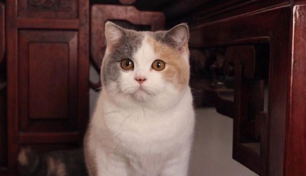 英短什么毛色最贵