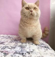 英短什么毛色最贵