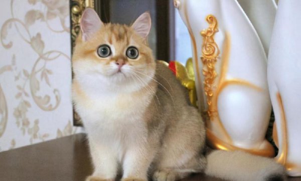 英短什么毛色最贵