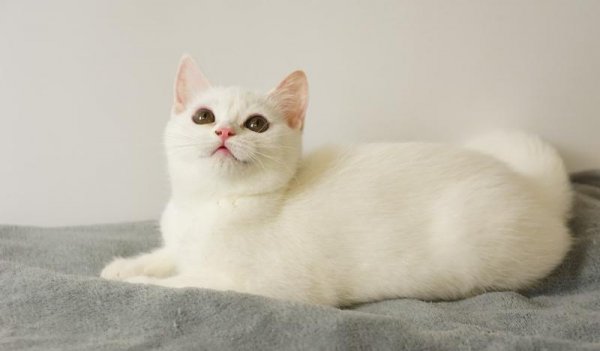 英短什么毛色最贵