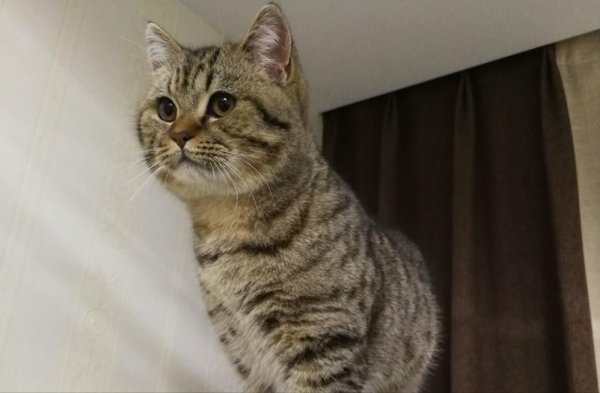 英短什么毛色最贵