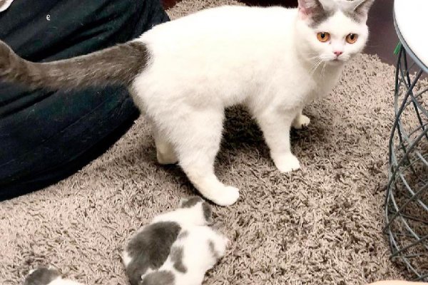 英短什么毛色最贵