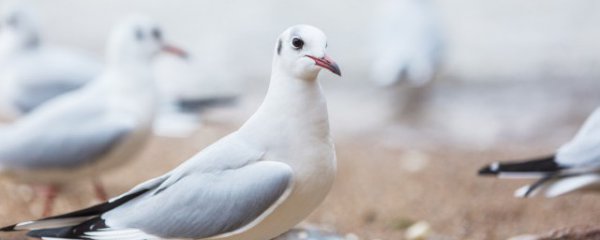 吃鸽子肉的好处
