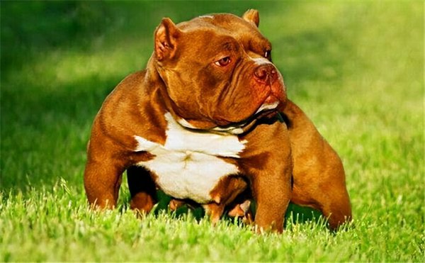 恶霸犬为啥养的都后悔