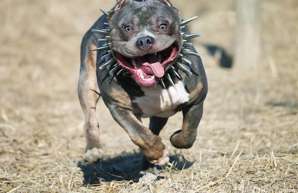 恶霸犬为啥养的都后悔
