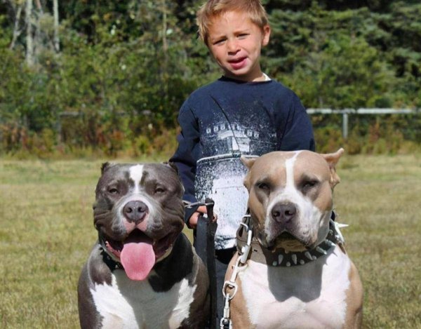 恶霸犬为啥养的都后悔