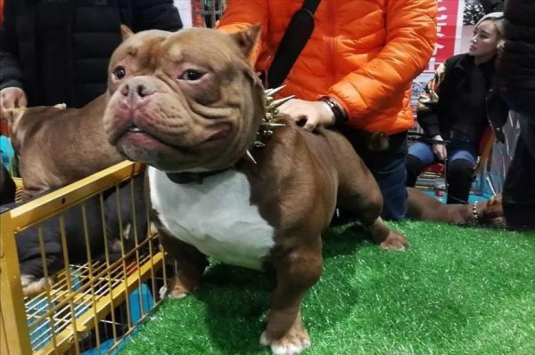 恶霸犬为啥养的都后悔