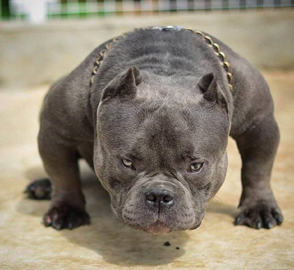 恶霸犬为啥养的都后悔