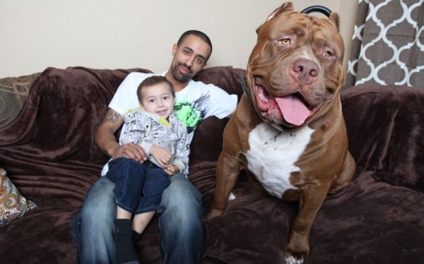 恶霸犬为啥养的都后悔