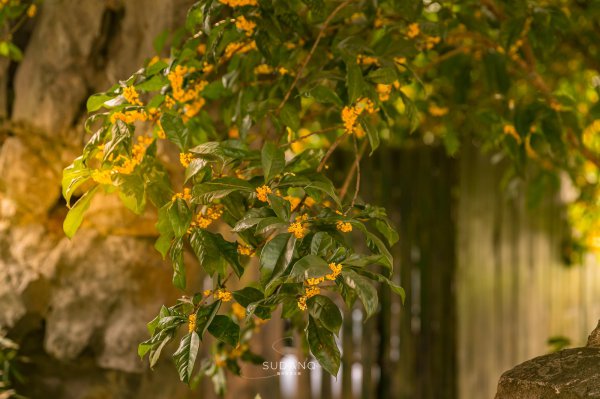 泗洪县属于哪个市