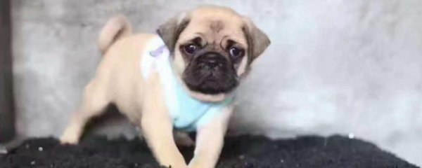 巴哥犬适合家养吗