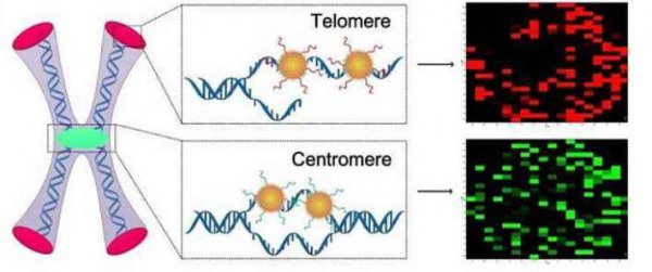 人为什么会老而不能长生不老