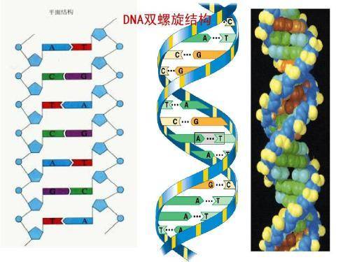 人为什么会老而不能长生不老