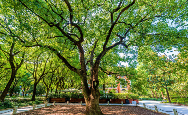 常见的马路两边的绿化植物