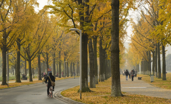 常见的马路两边的绿化植物