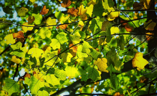 常见的马路两边的绿化植物