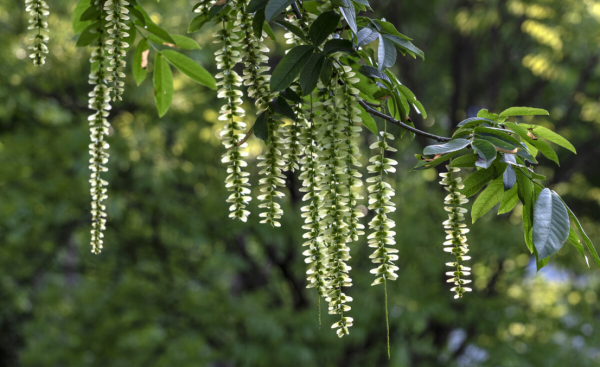 常见的马路两边的绿化植物