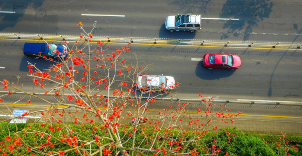 常见的马路两边的绿化植物