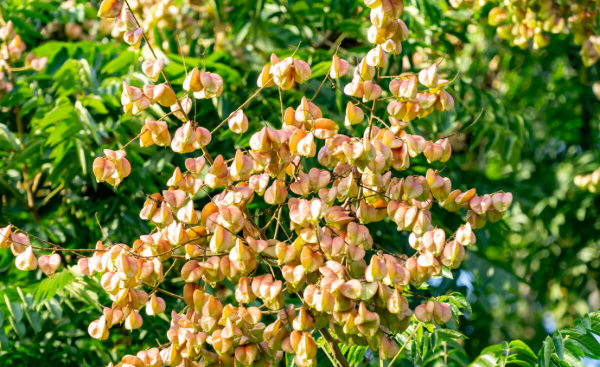 常见的马路两边的绿化植物