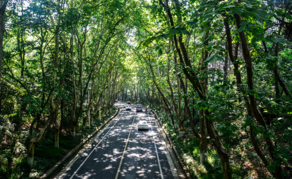 常见的马路两边的绿化植物