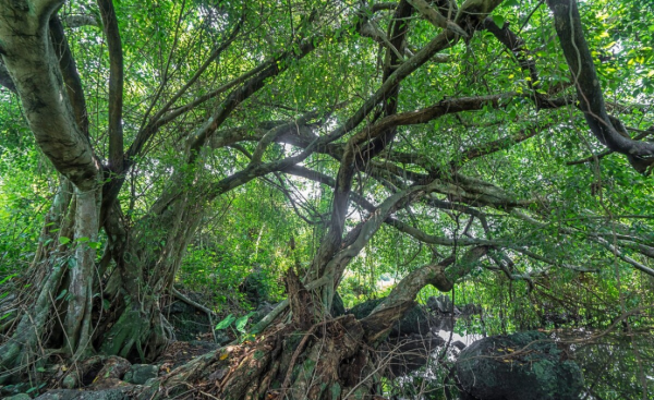 常见的马路两边的绿化植物