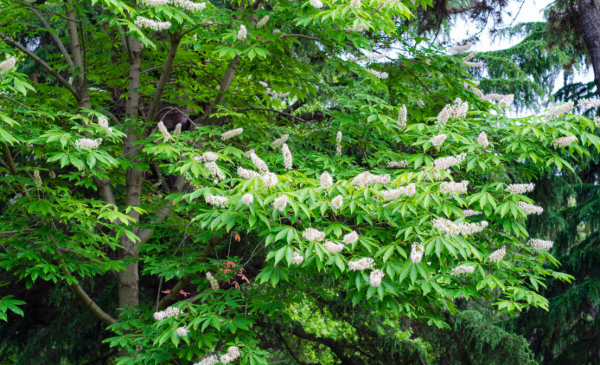 常见的马路两边的绿化植物