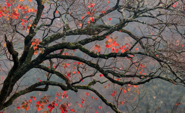 常见的马路两边的绿化植物