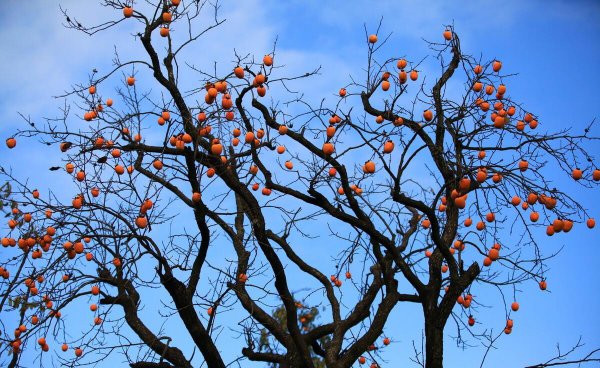 为什么说柿子树是凶树