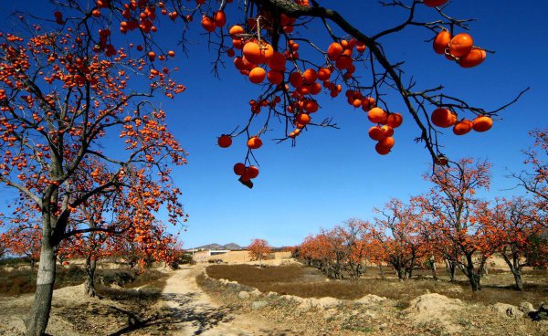为什么说柿子树是凶树