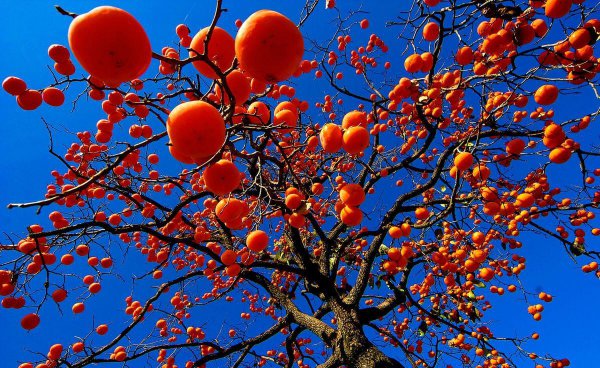 为什么说柿子树是凶树