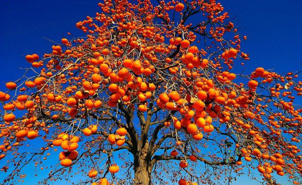 为什么说柿子树是凶树