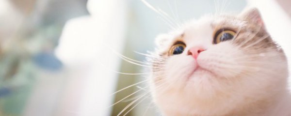 猫咪可以吃鸡蛋吗