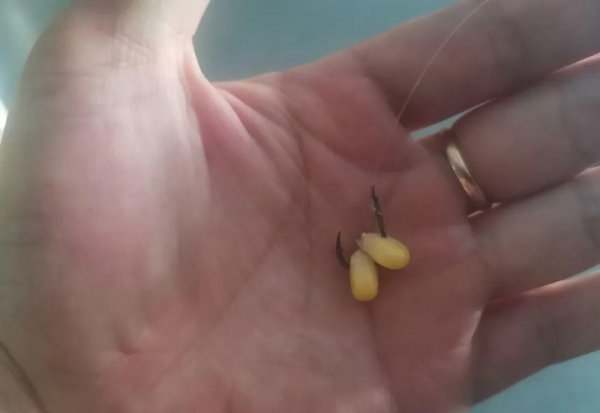 玉米挂钩的正确挂法图片