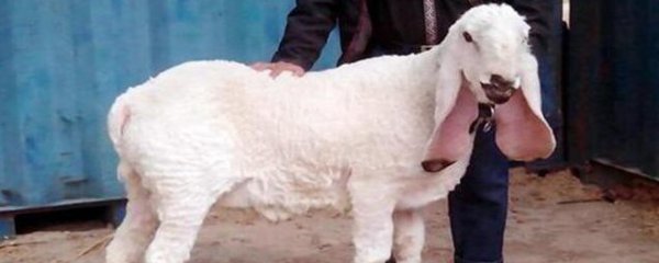 怎样挑选优质纯种山羊