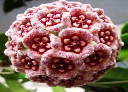 球兰花品种名称及图片