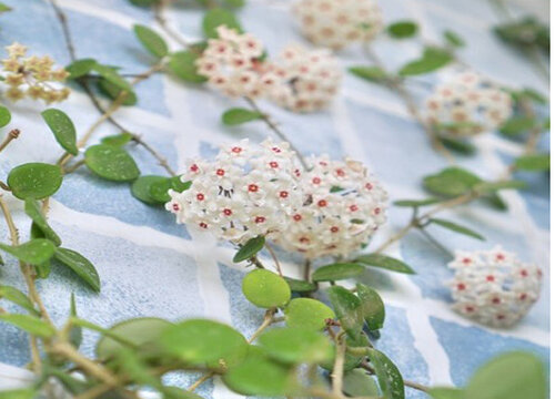 球兰花品种名称及图片