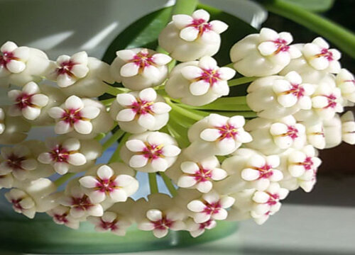 球兰花品种名称及图片